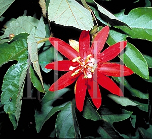 Picture of Passiflora coccinea 