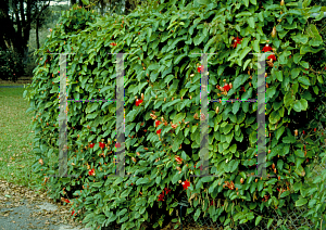 Picture of Passiflora coccinea 