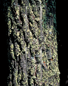 Picture of Oxydendrum arboreum 