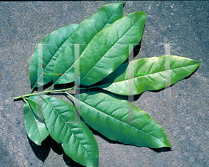 Picture of Oxydendrum arboreum 