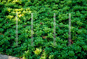 Picture of Pachysandra terminalis 