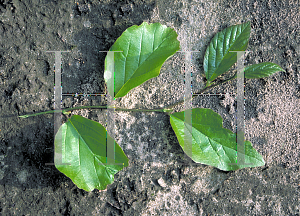 Picture of Parrotia persica 