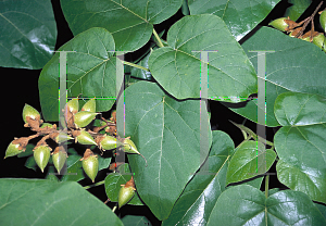 Picture of Paulownia tomentosa 