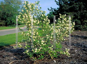 Picture of Philadelphus schrenkii 