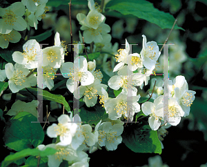 Picture of Philadelphus schrenkii 