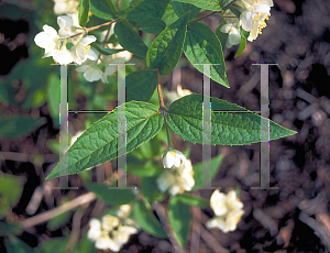 Picture of Philadelphus schrenkii 