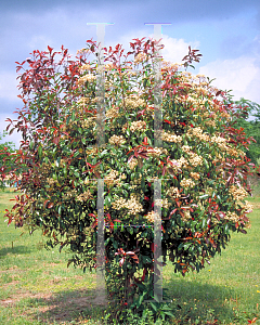 Picture of Photinia x fraseri 