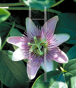 Picture of Passiflora edulis 