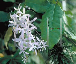 Picture of Petrea volubilis 