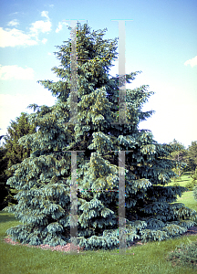 Picture of Picea engelmannii 
