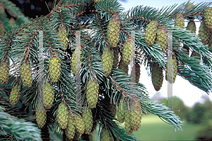 Picture of Picea engelmannii 