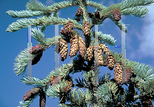 Picture of Picea engelmannii 