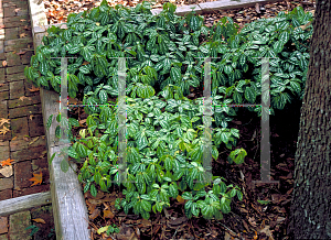 Picture of Pilea cadierei 