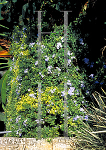 Picture of Plumbago auriculata 