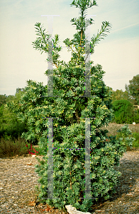 Picture of Podocarpus latifolius 
