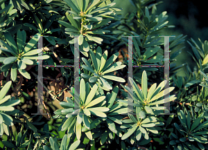 Picture of Podocarpus latifolius 