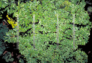 Picture of Polyscias fruticosa 