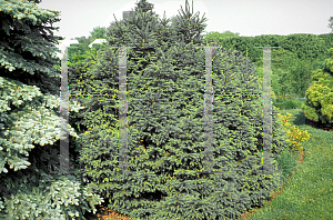 Picture of Picea abies 