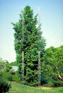 Picture of Picea abies 'Cupressiana'