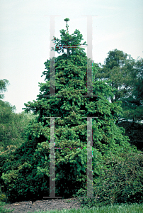 Picture of Picea abies 'Gregoryana Parsonii'