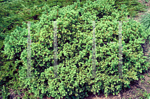 Picture of Picea abies 'Maxwellii'