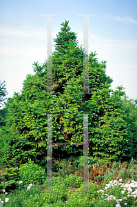 Picture of Picea abies 'Ohlendorfii'