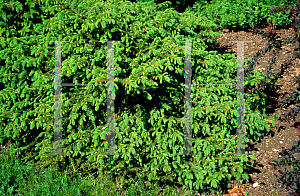 Picture of Picea abies 'Procumbens'