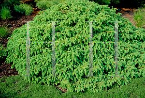 Picture of Picea abies 'Prostrata'