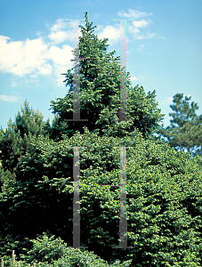 Picture of Picea omorika 'Nana'