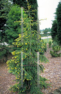 Picture of Picea orientalis 'Skylands'