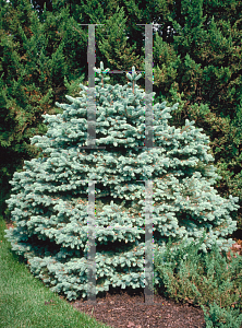 Picture of Picea pungens 'Glauca Nana'