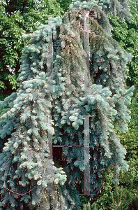 Picture of Picea pungens 'Glauca Pendula'
