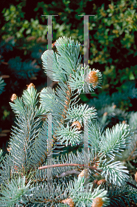 Picture of Picea pungens 'Glauca Pendula'