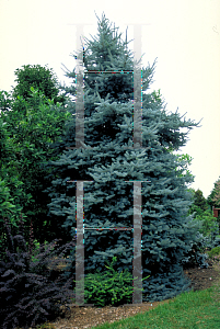 Picture of Picea pungens 'Iseli Foxtail'