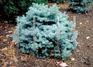 Picture of Picea pungens 