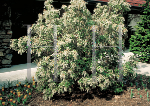 Picture of Pieris japonica 