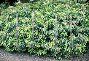 Picture of Pieris japonica 