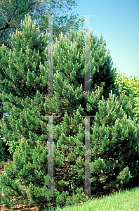 Picture of Pinus mugo 'Gnom'