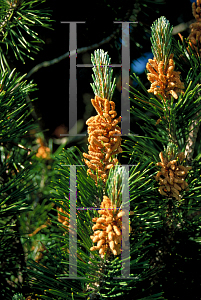 Picture of Pinus mugo 'Gnom'