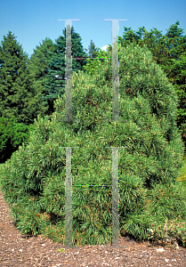 Picture of Pinus sylvestris 'Globosa Viridus'