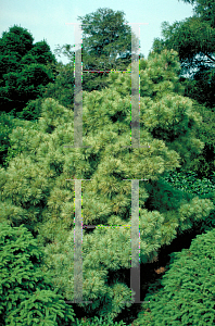 Picture of Pinus strobus 'Umbraculifera'