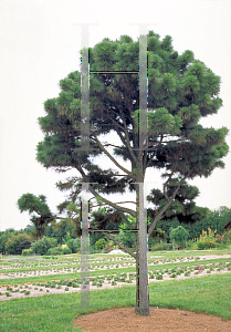 Picture of Pinus taeda 'Nana'