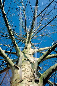 Picture of Platanus occidentalis 