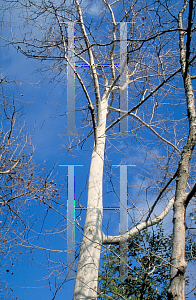 Picture of Platanus racemosa 