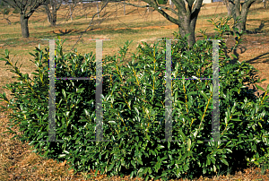 Picture of Prunus laurocerasus 'Otto Luyken'