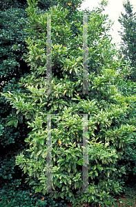 Picture of Prunus laurocerasus 'Castlewellan'