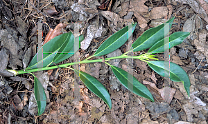 Picture of Prunus laurocerasus 'Schipkaensis'