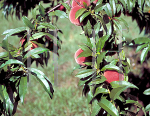 Picture of Prunus persica 