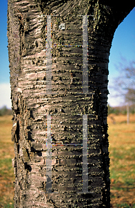 Picture of Prunus sargentii 