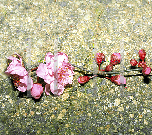 Picture of Prunus x blireana 